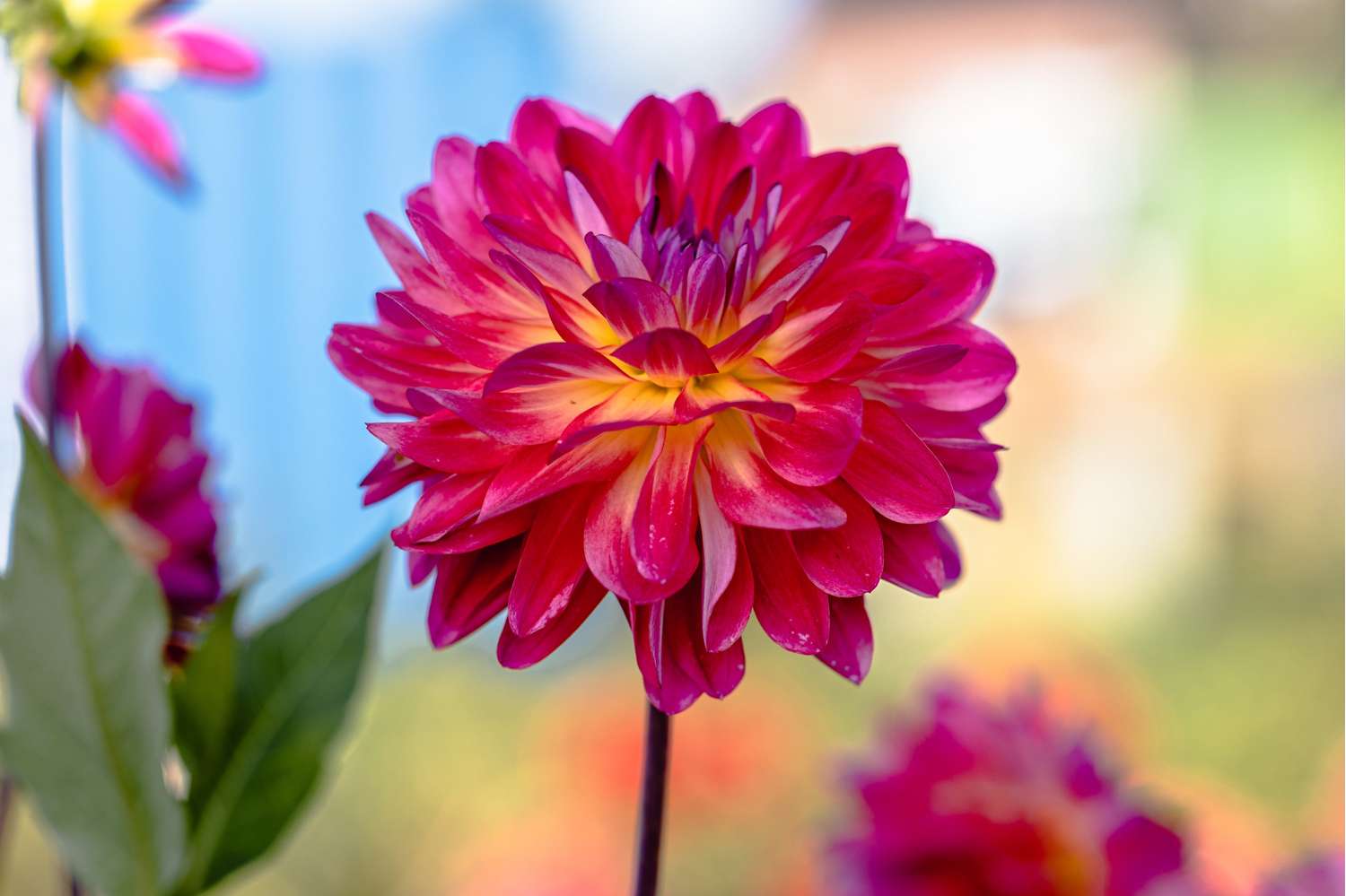 Dahlia 'Double Shine'